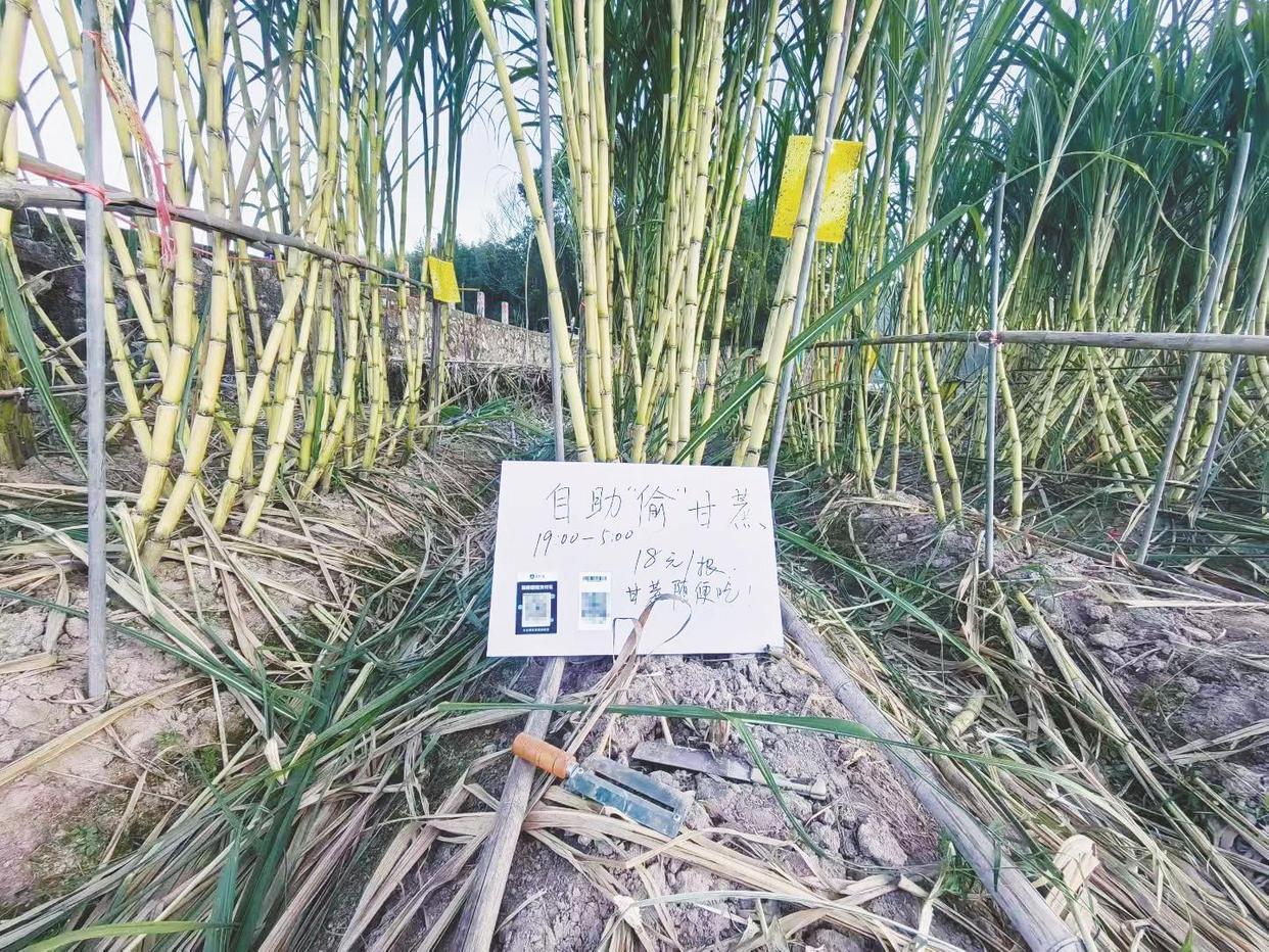 “可偷甘蔗地”成打卡点 网友深夜体验