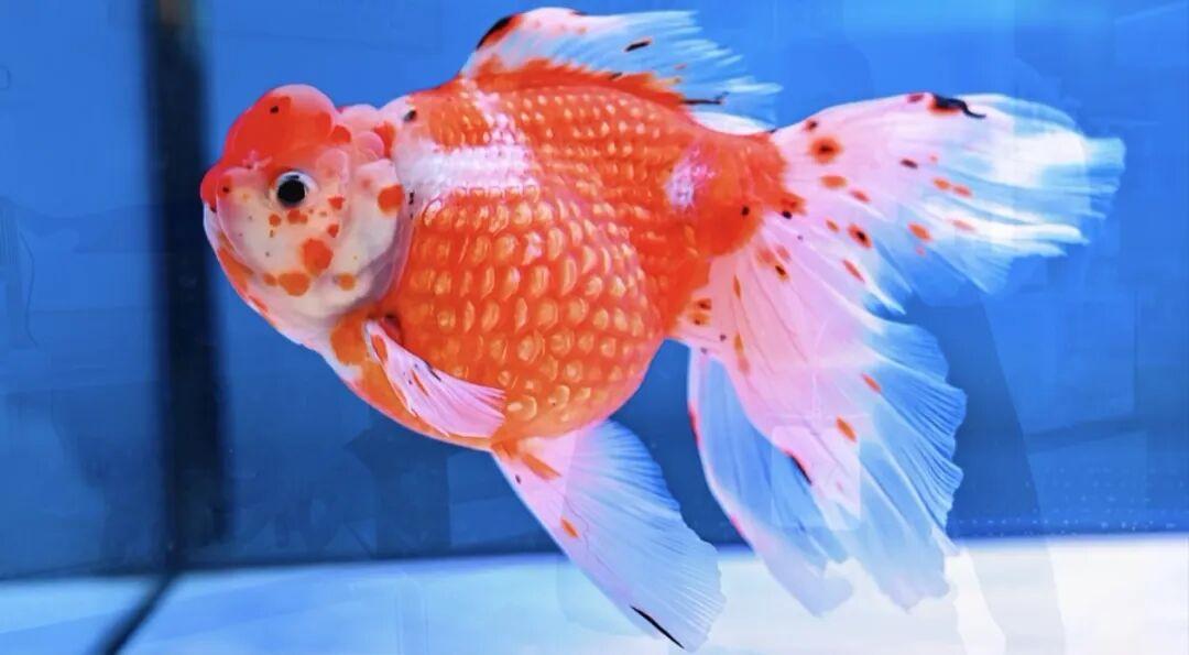 火了！国际客商围着拍的“水中顶流”！来自福州新区（长乐区）