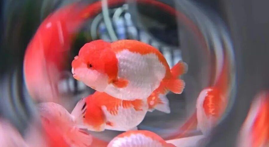 火了！国际客商围着拍的“水中顶流”！来自福州新区（长乐区）