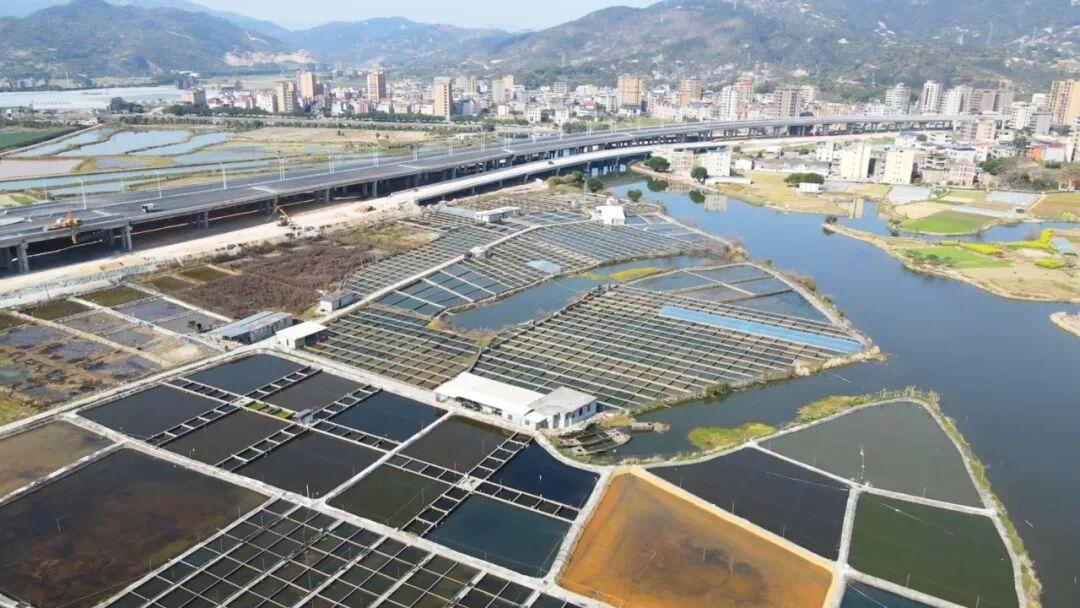 火了！国际客商围着拍的“水中顶流”！来自福州新区（长乐区）