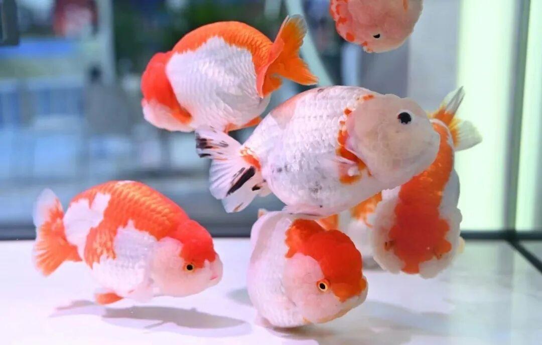 火了！国际客商围着拍的“水中顶流”！来自福州新区（长乐区）