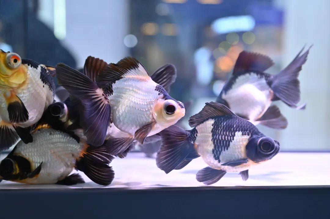 火了！国际客商围着拍的“水中顶流”！来自福州新区（长乐区）