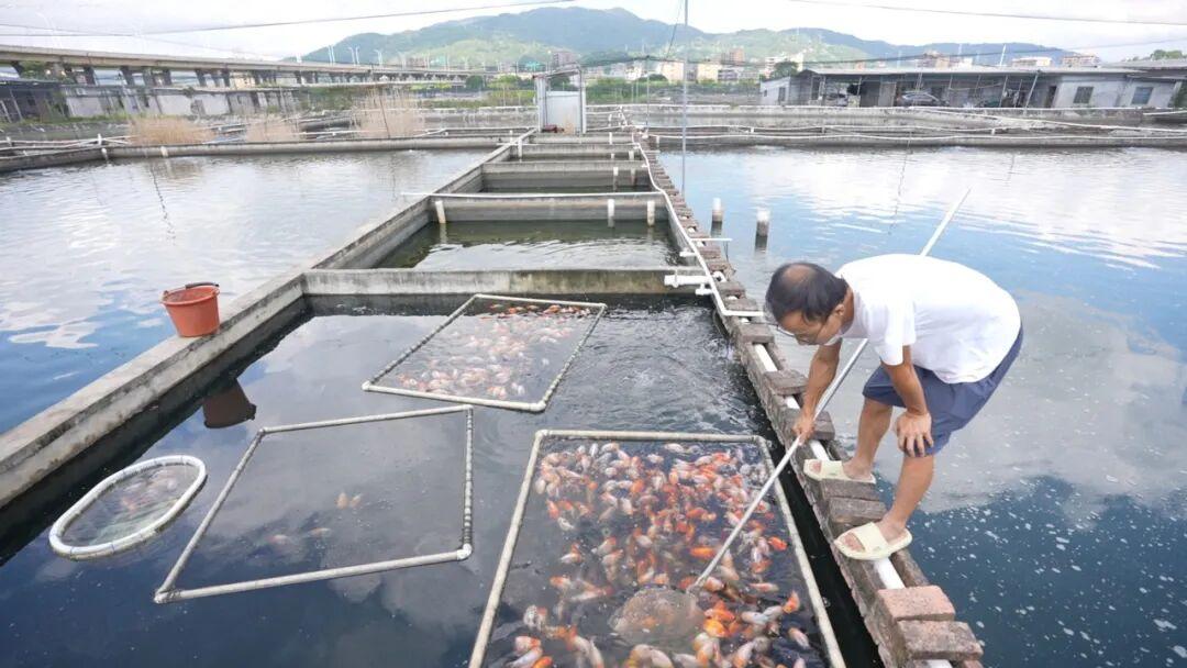 火了！国际客商围着拍的“水中顶流”！来自福州新区（长乐区）