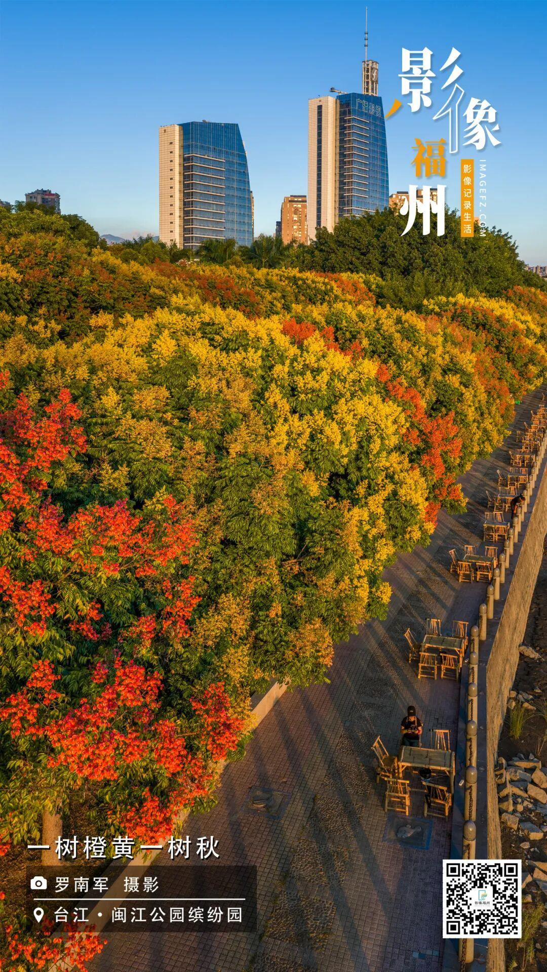 影像福州丨一树橙黄一树秋 影像福州丨一树橙黄一树秋