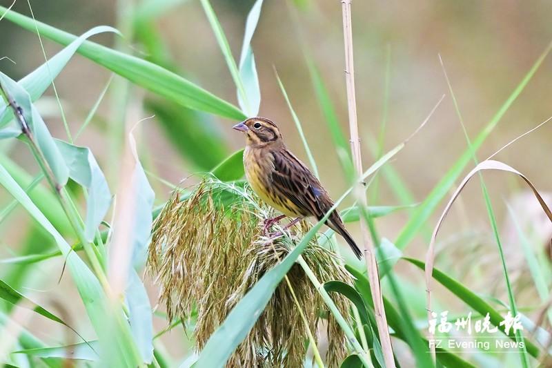 连江山堂村迎来“鸟中大熊猫”