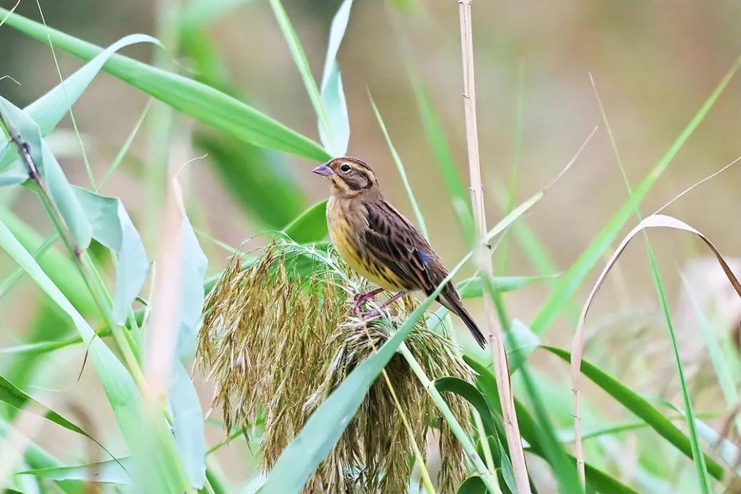 国家一级！现身福州！