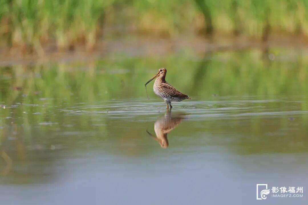 国家一级！现身福州！