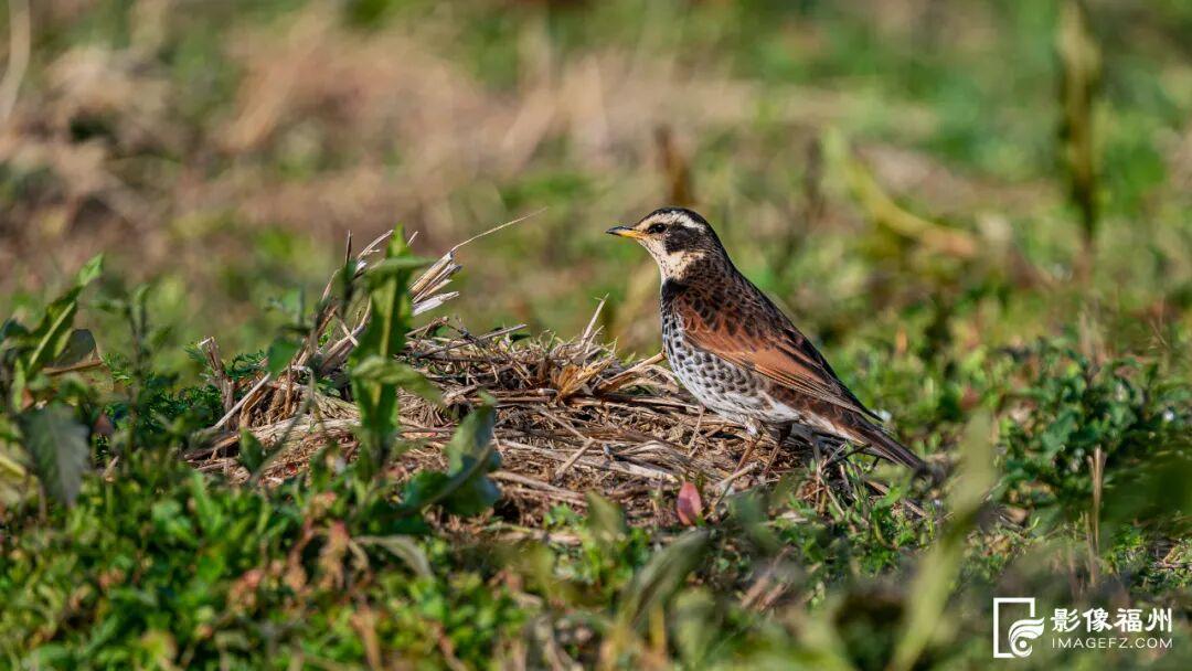 国家一级！现身福州！