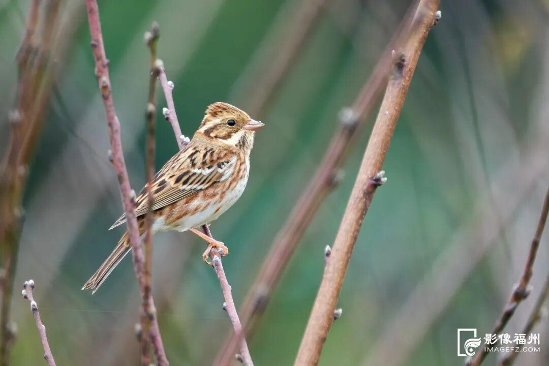 国家一级！现身福州！