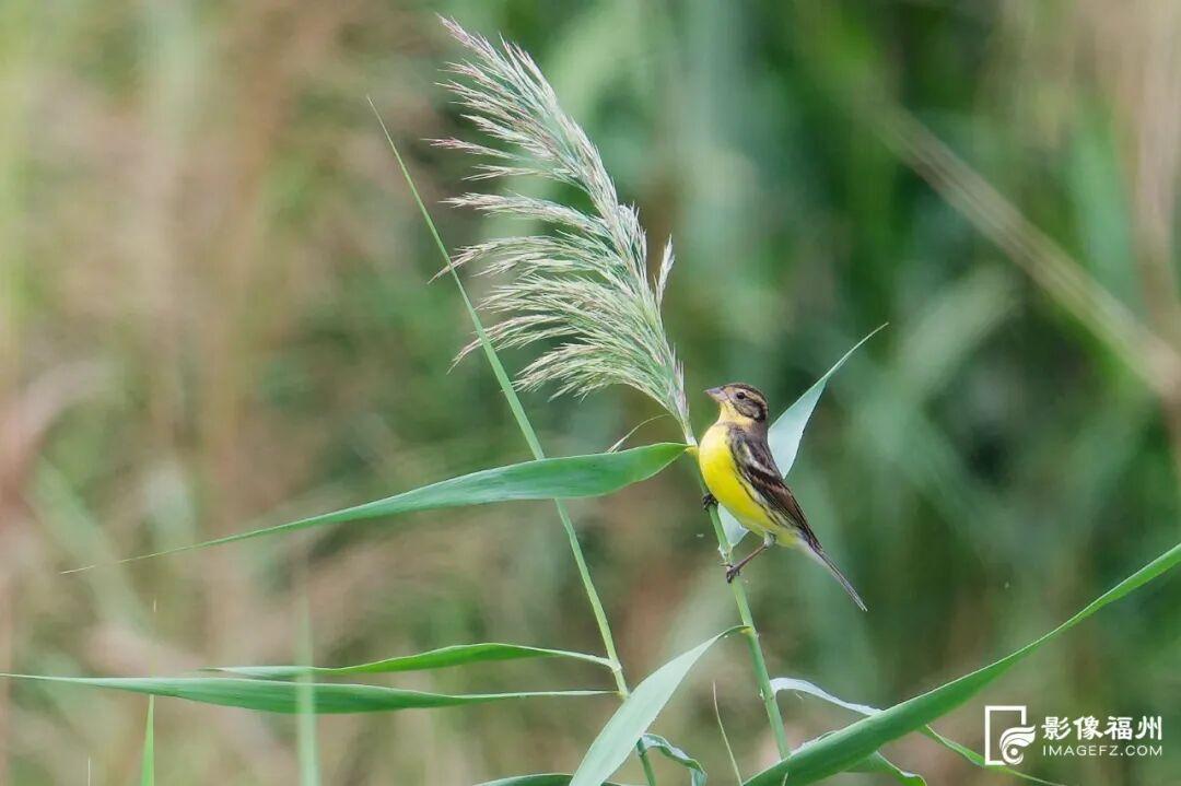 国家一级！现身福州！