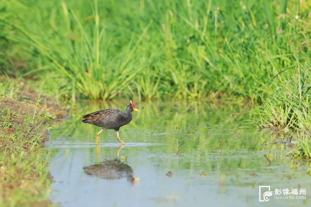 国家一级！现身福州！