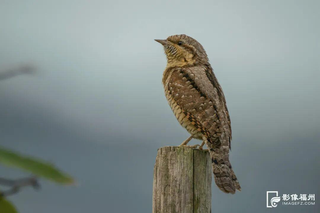 国家一级！现身福州！