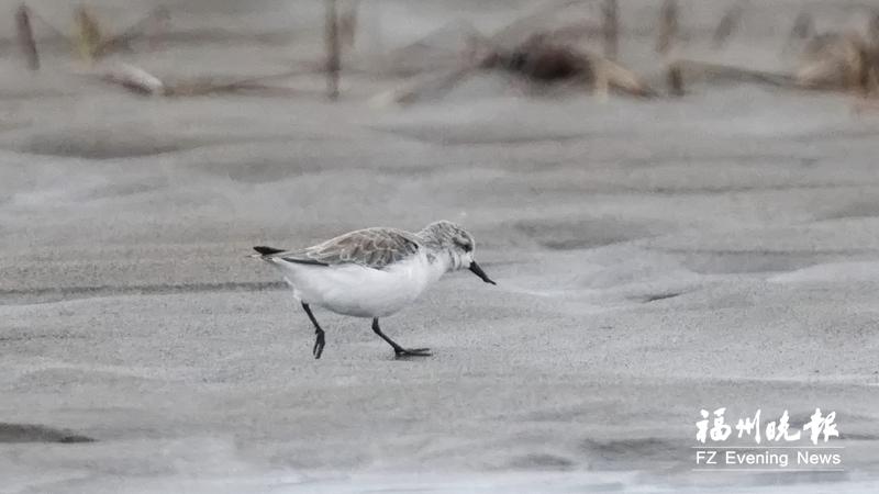今秋最早“访客”！极危勺嘴鹬飞抵闽江河口湿地