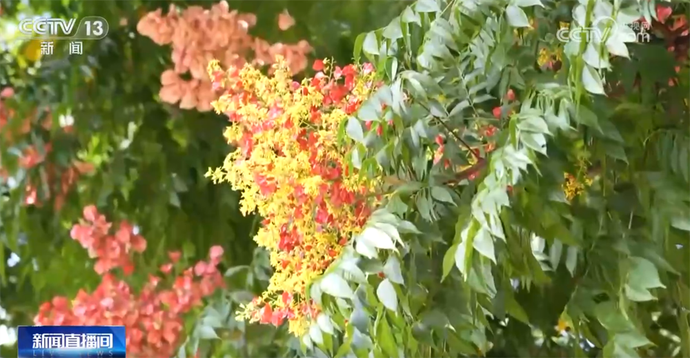央视关注福州：闽江两岸披秋装 绚烂美景拍不停