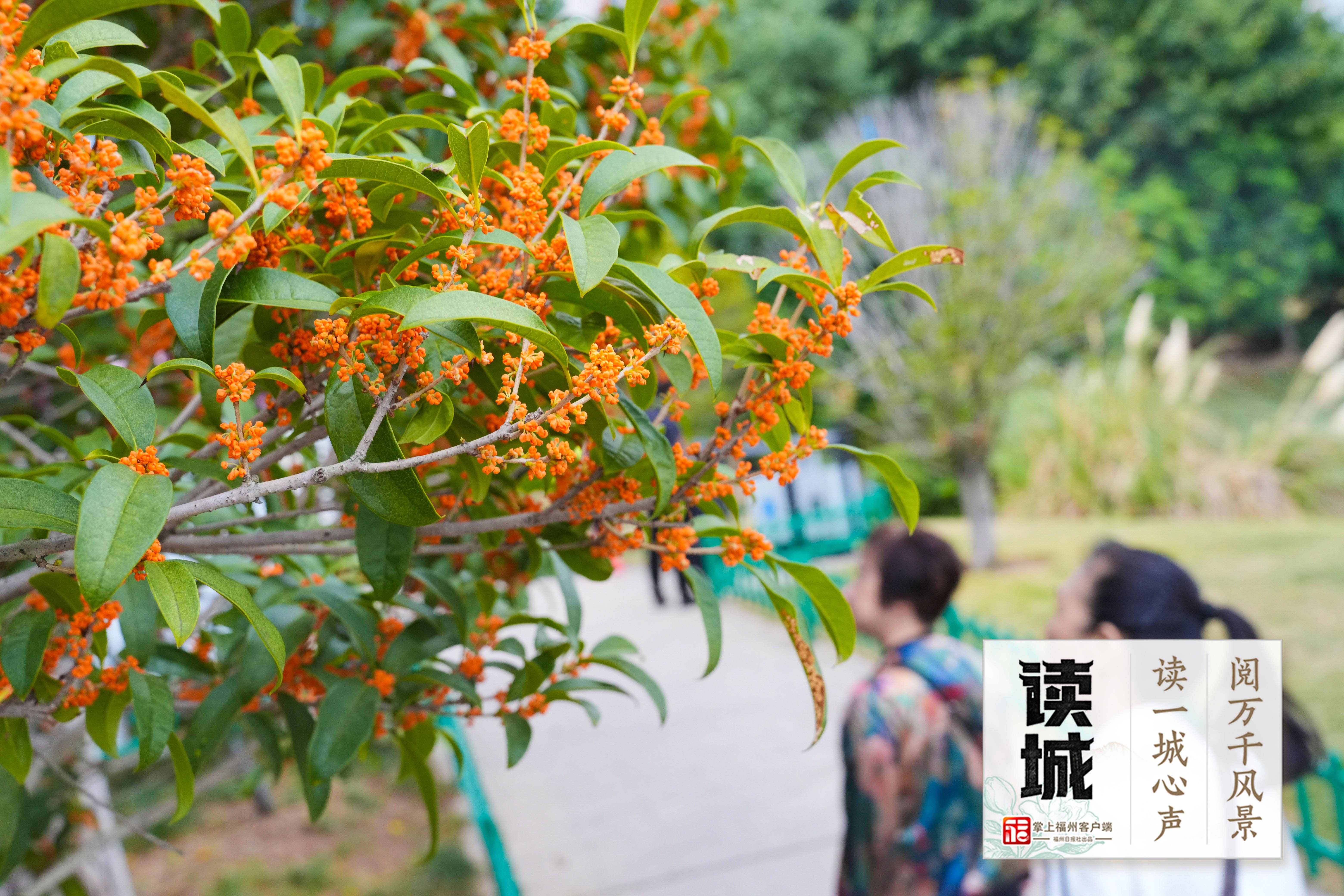 读城 | 久等了!福州秋日的第一缕桂香! 读城 | 久等了!福州秋日的第一缕桂香!