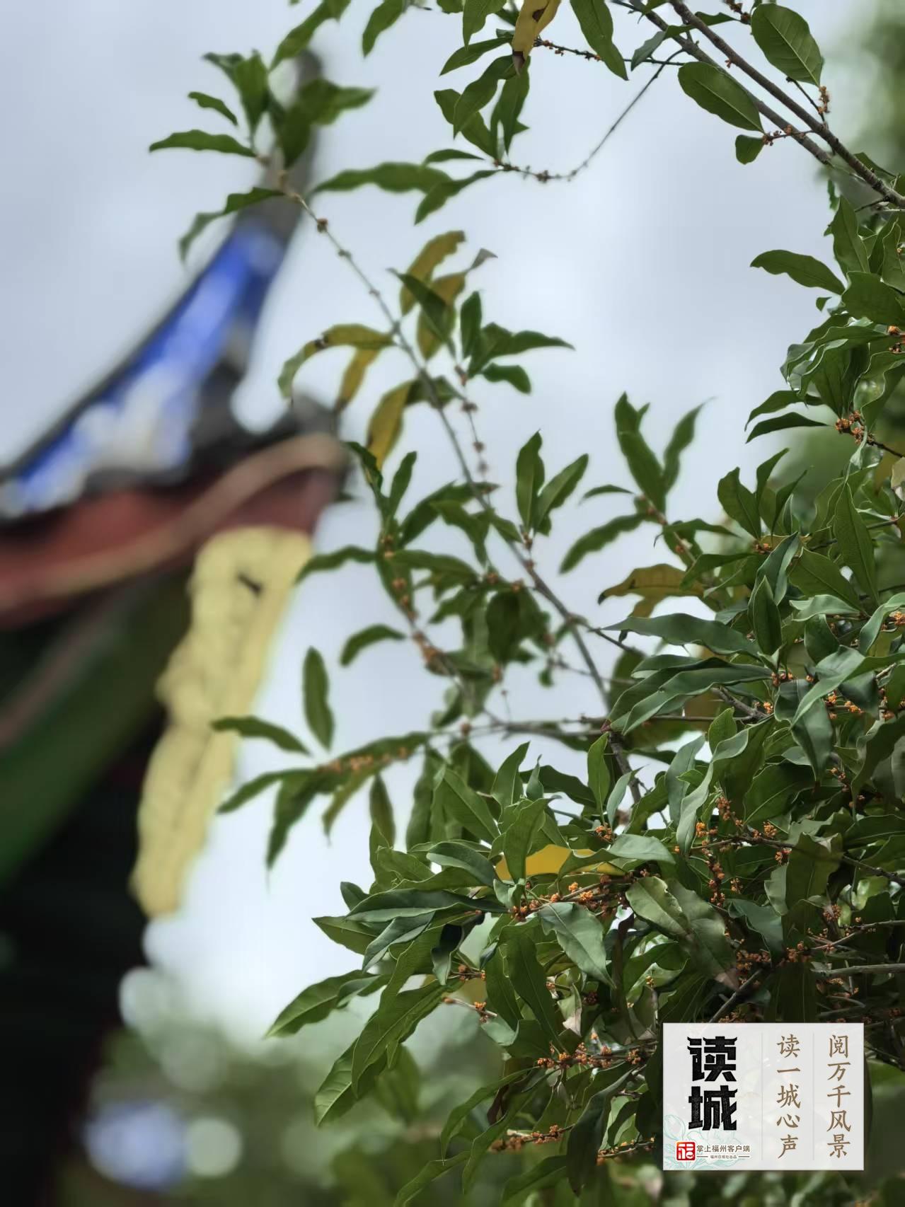 读城 | 久等了!福州秋日的第一缕桂香! 读城 | 久等了!福州秋日的第一缕桂香!