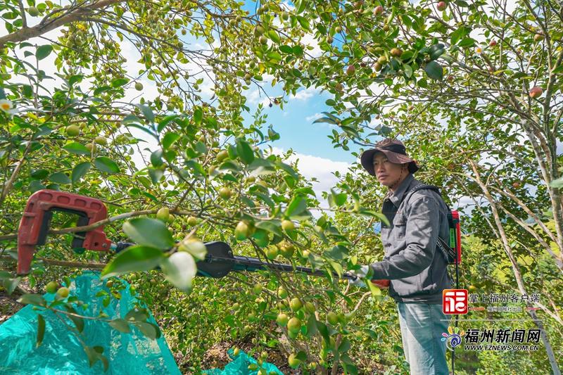 山海来讯|振动声起,金果满筐!福州油茶跳起“机械舞” 山海来讯|振动声起,金果满筐!福州油茶跳起“机械舞”