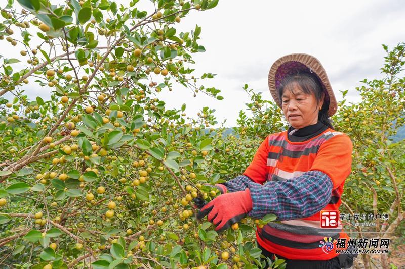 山海来讯|振动声起,金果满筐!福州油茶跳起“机械舞” 山海来讯|振动声起,金果满筐!福州油茶跳起“机械舞”
