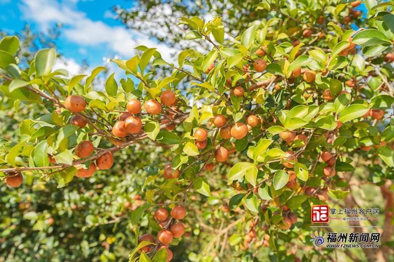 山海来讯|振动声起,金果满筐!福州油茶跳起“机械舞” 山海来讯|振动声起,金果满筐!福州油茶跳起“机械舞”