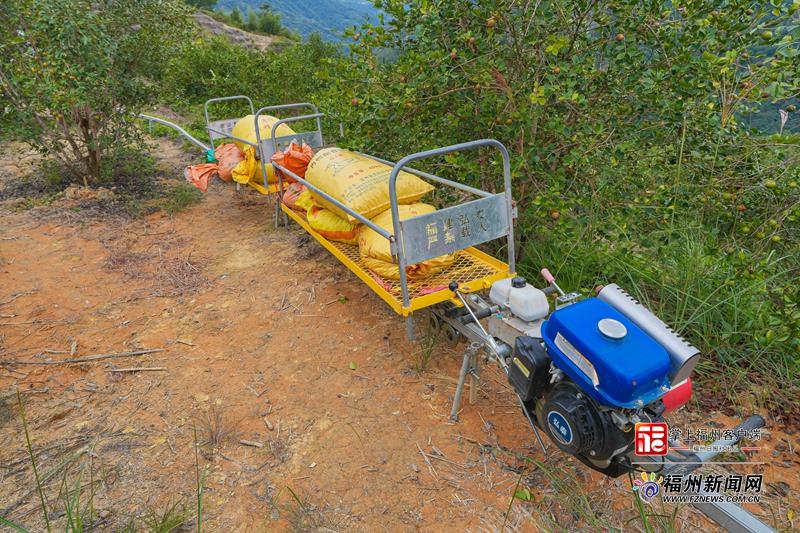 山海来讯|振动声起,金果满筐!福州油茶跳起“机械舞” 山海来讯|振动声起,金果满筐!福州油茶跳起“机械舞”
