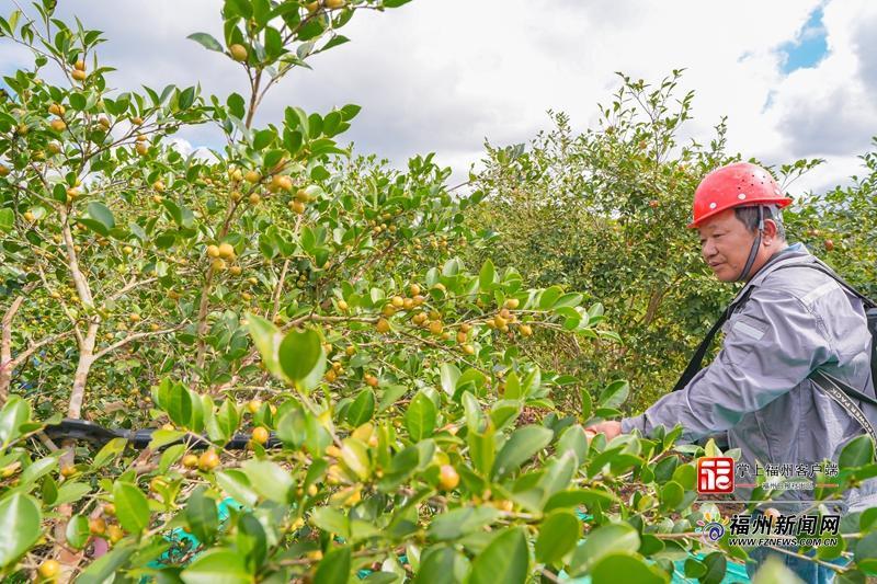 山海来讯|振动声起,金果满筐!福州油茶跳起“机械舞” 山海来讯|振动声起,金果满筐!福州油茶跳起“机械舞”