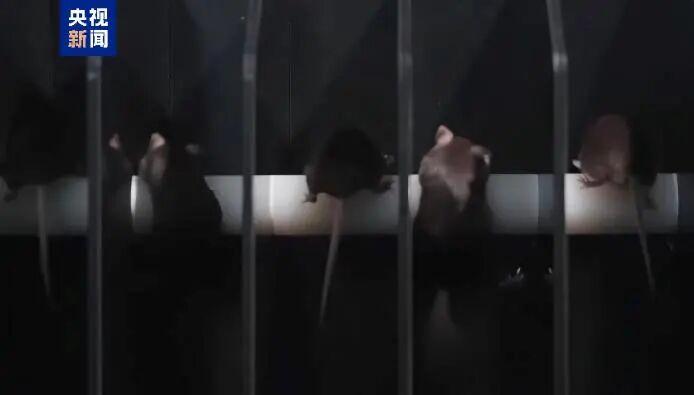 这次神舟发射有哪些“之最”