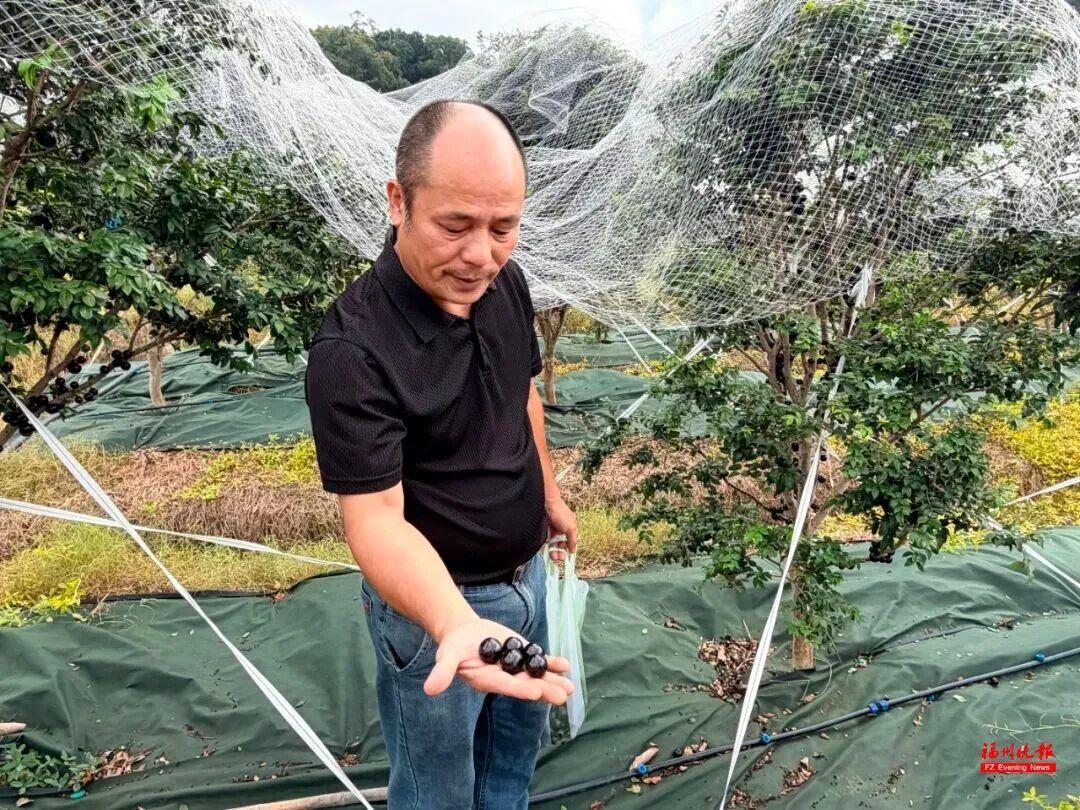 来福州 吃果果 来福州 吃果果