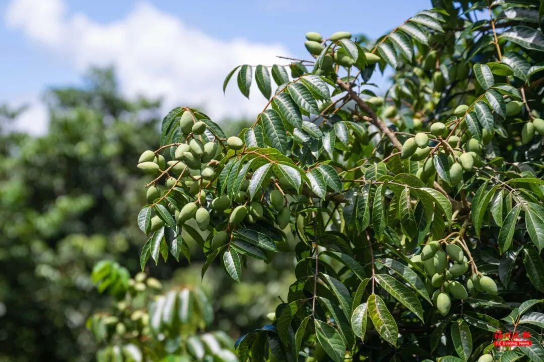 来福州 吃果果 来福州 吃果果