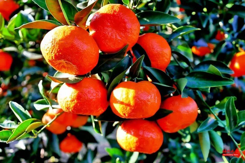 来福州 吃果果 来福州 吃果果