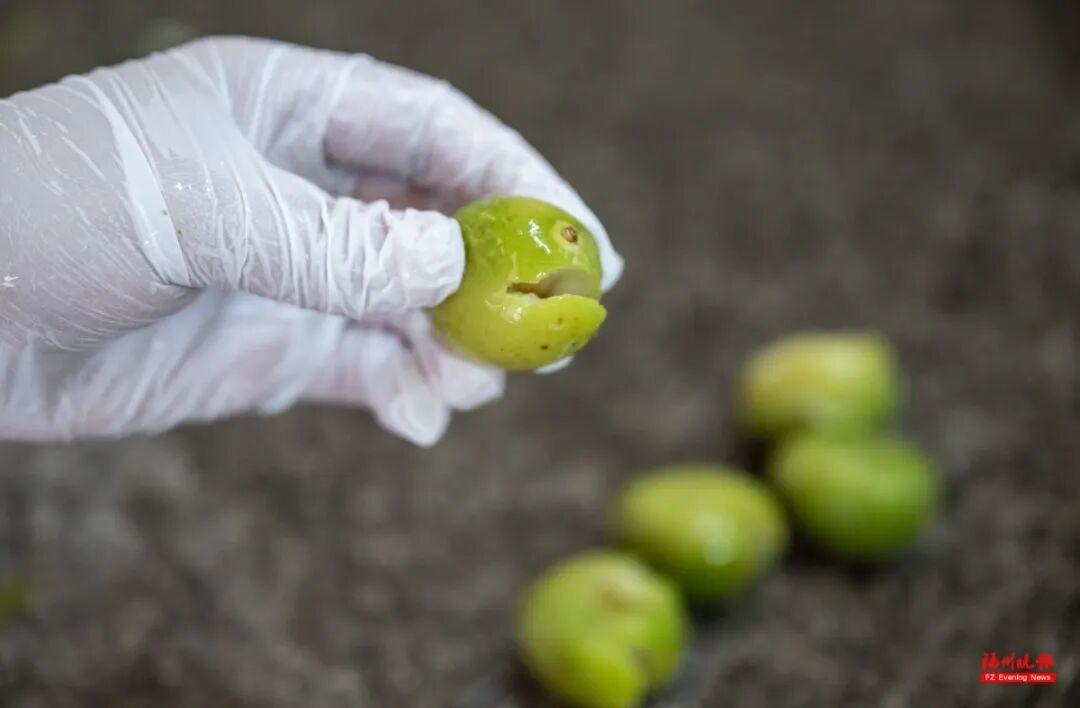 来福州 吃果果 来福州 吃果果