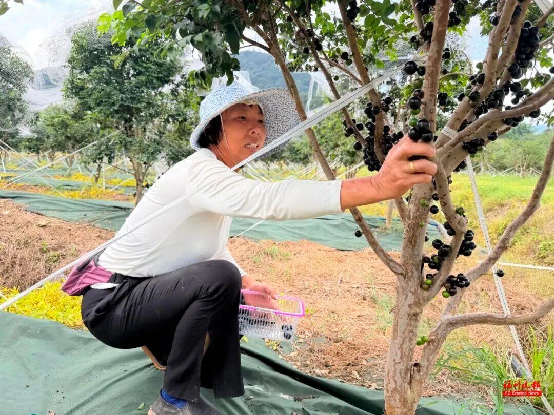 来福州 吃果果 来福州 吃果果
