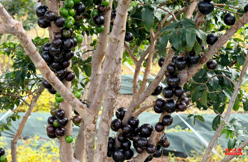 来福州 吃果果 来福州 吃果果