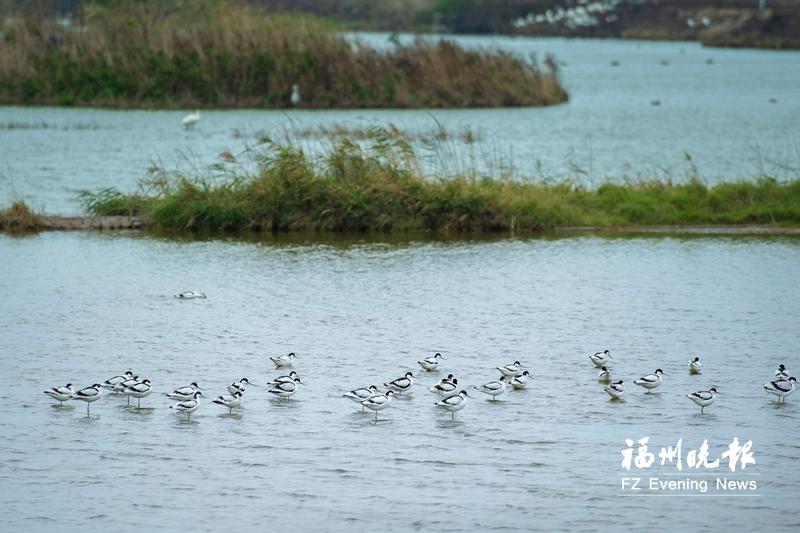闽江河口湿地：候鸟“稀客”变“常客”