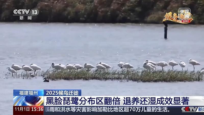 闽江河口湿地：候鸟“稀客”变“常客”