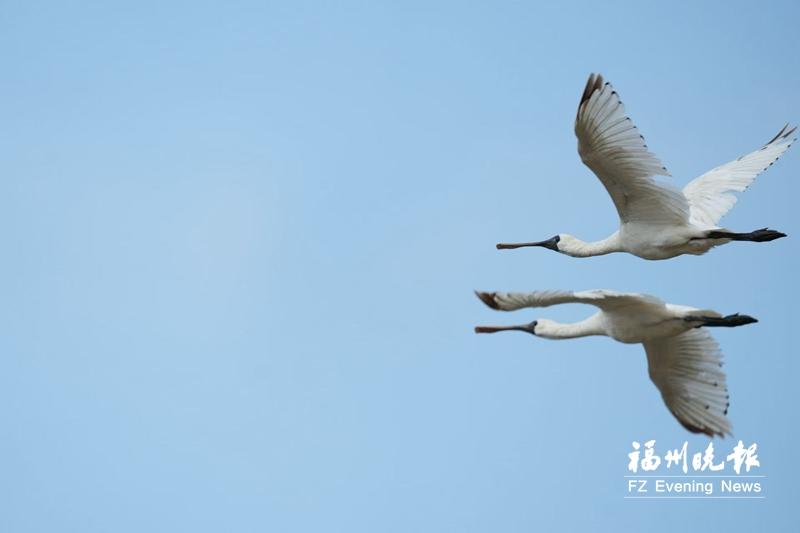 闽江河口湿地：候鸟“稀客”变“常客”