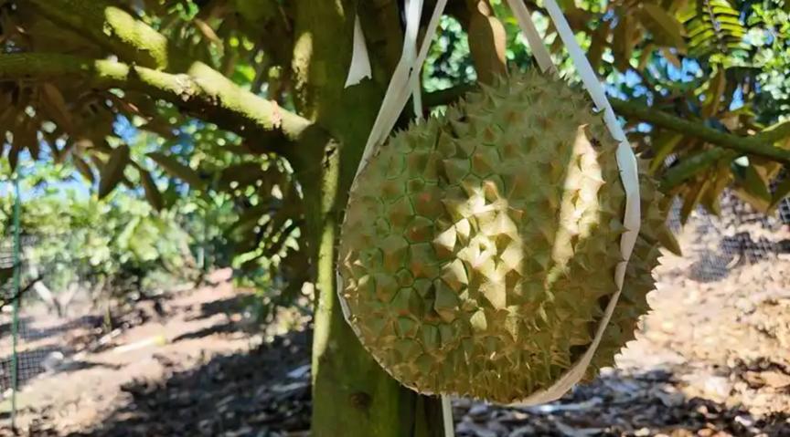 只把价格打下来不是真“榴莲自由”