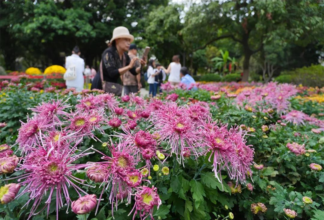 这项金秋的传统雅事，下周开幕！