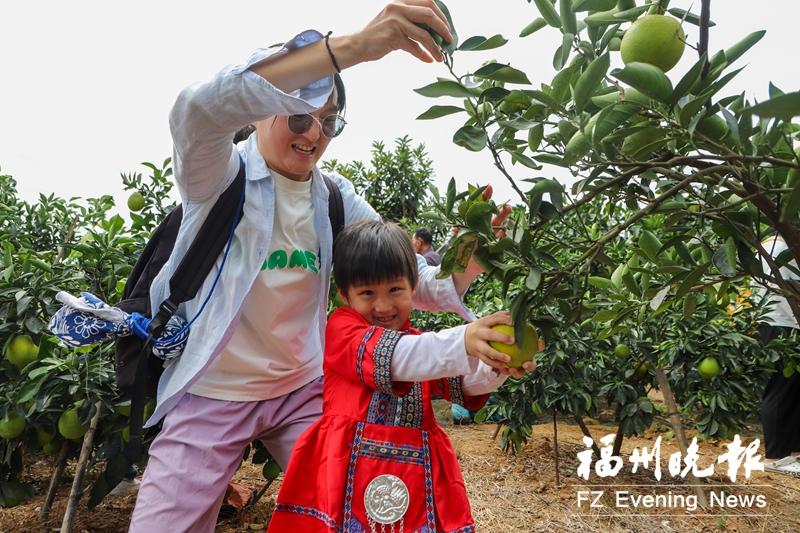 连江“仙宿”脐橙迎来上市季