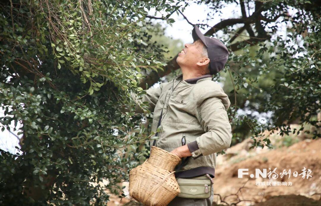 一颗小茶籽，唤醒山林大价值