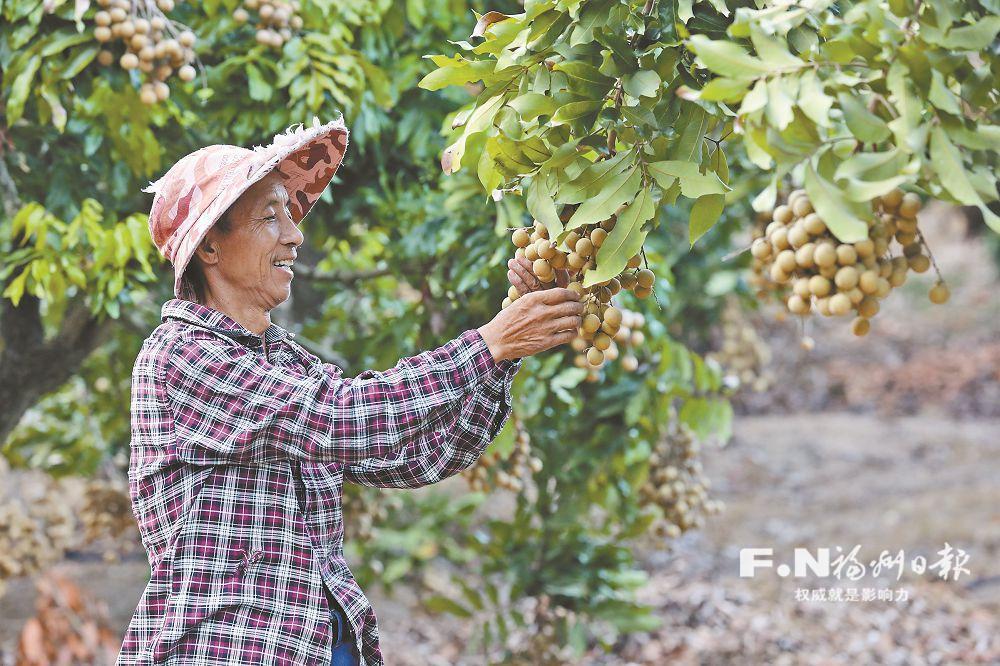 晚熟龙眼有点甜 错峰上市受青睐