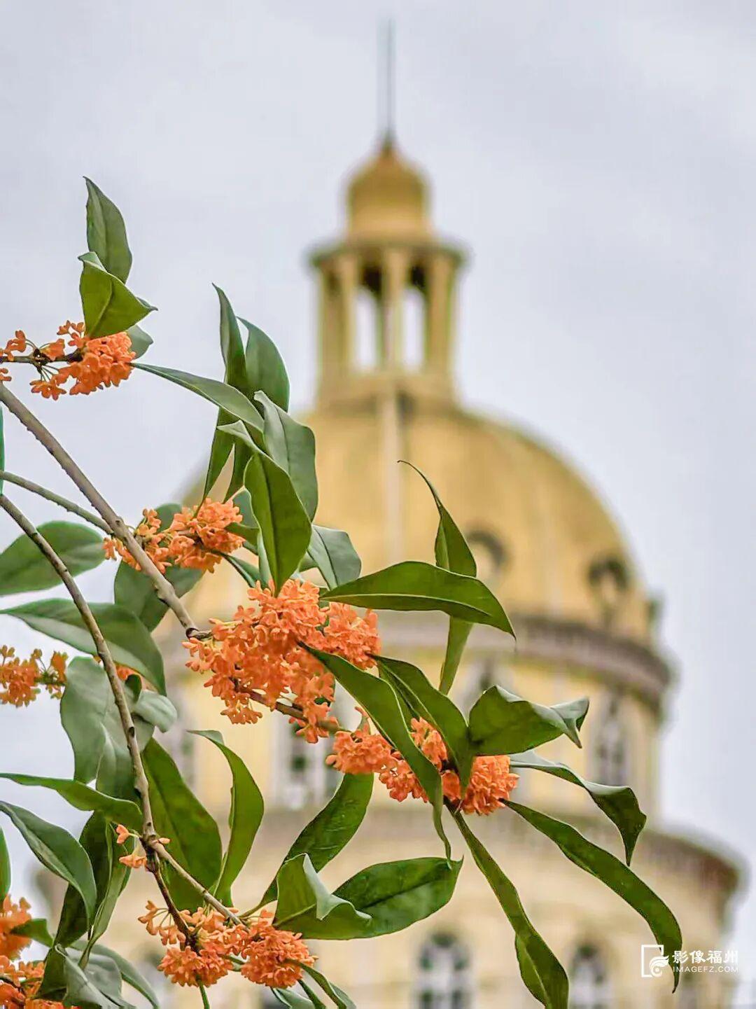 迟来的清香！福州桂花进入最佳观赏期