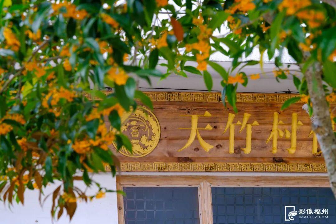 迟来的清香！福州桂花进入最佳观赏期