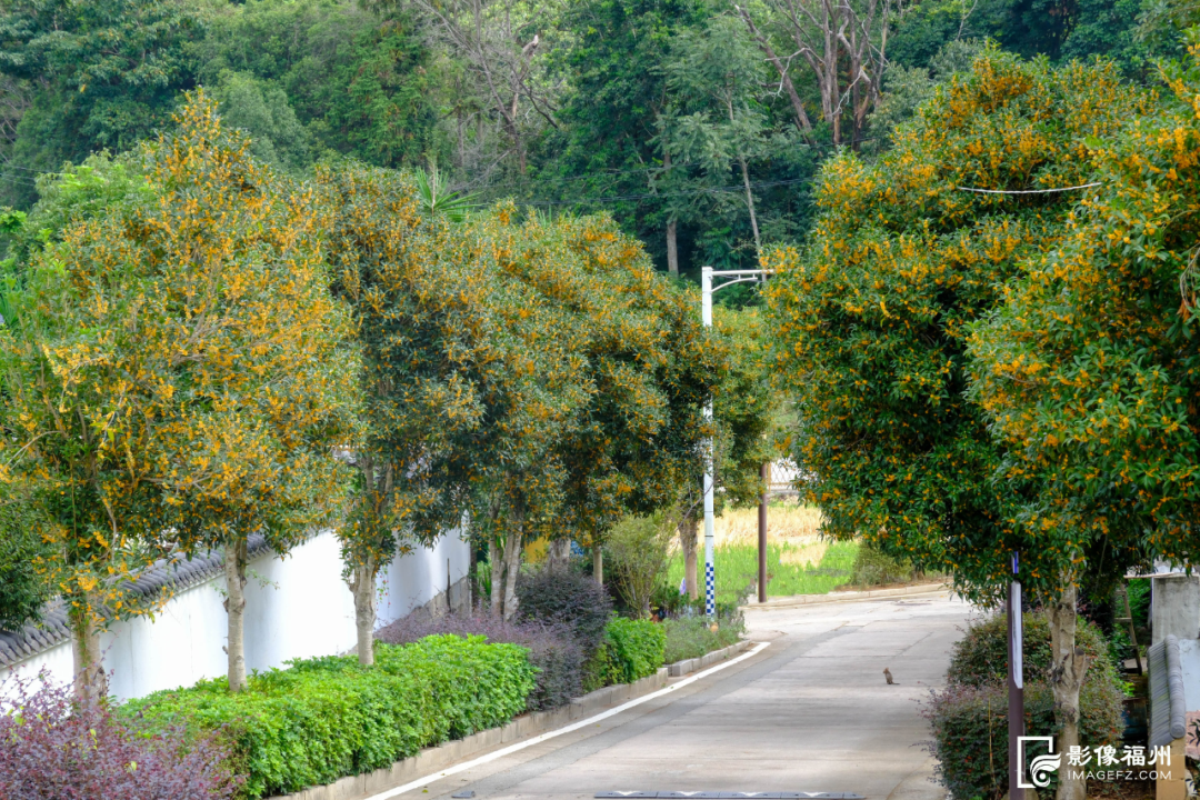 迟来的清香！福州桂花进入最佳观赏期