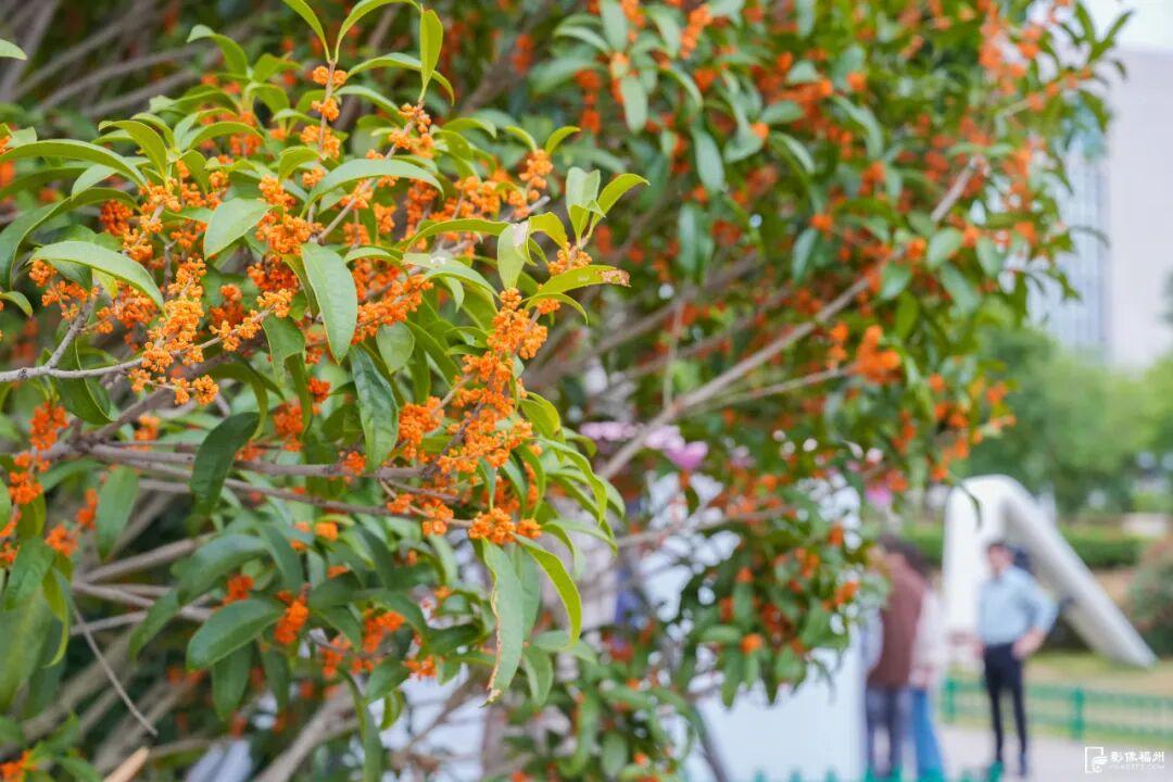 迟来的清香！福州桂花进入最佳观赏期