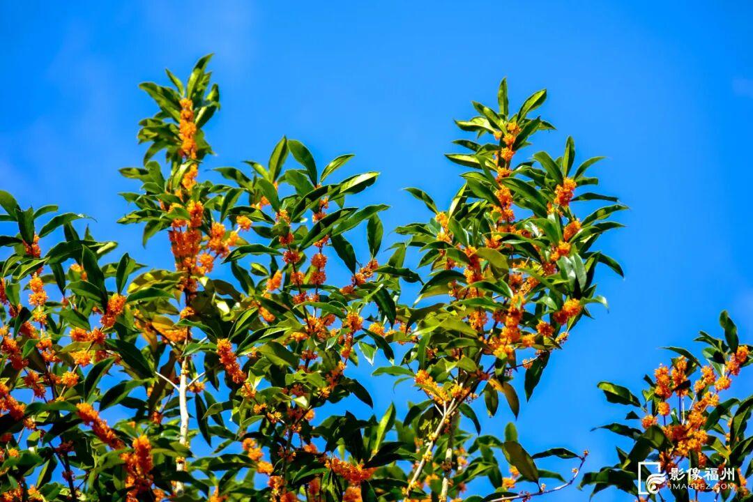 迟来的清香！福州桂花进入最佳观赏期