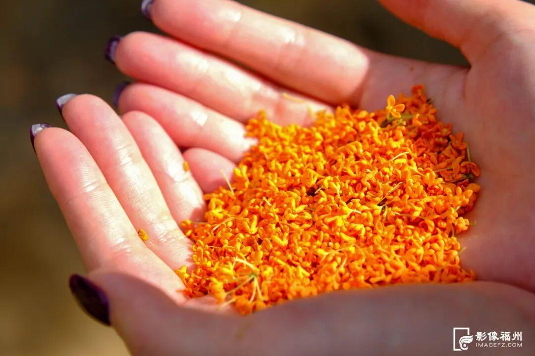 迟来的清香！福州桂花进入最佳观赏期