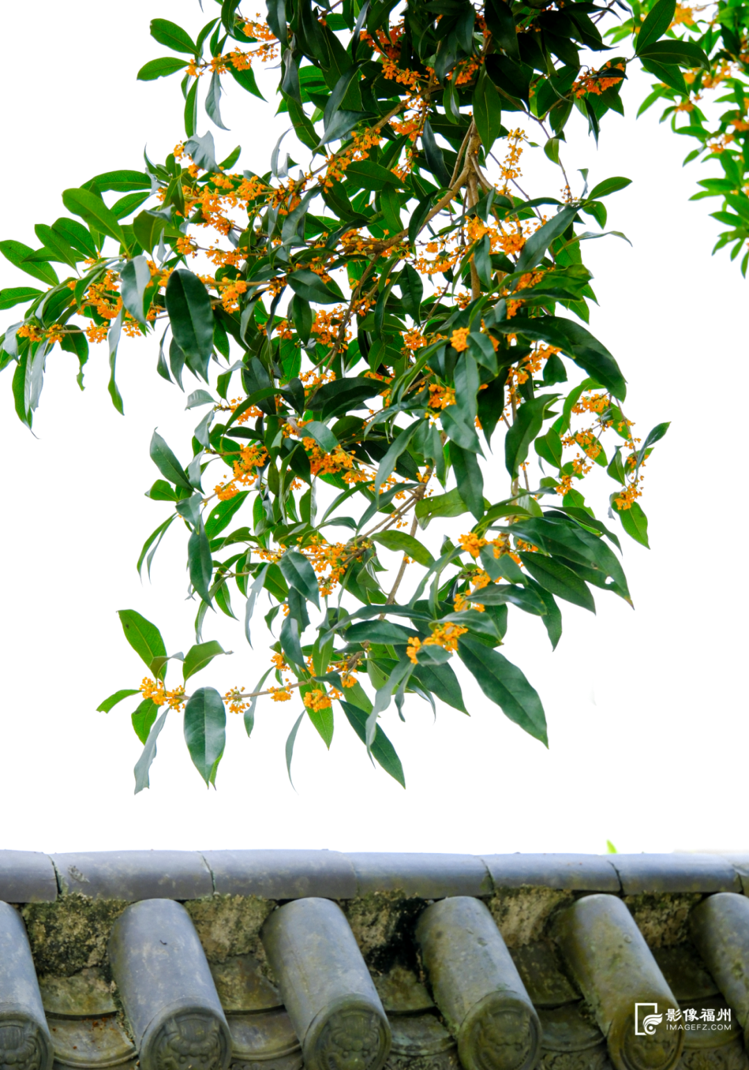 迟来的清香！福州桂花进入最佳观赏期