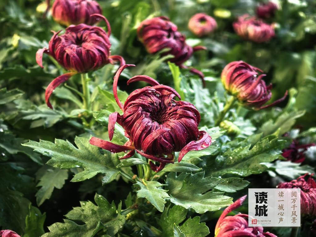 读城|一抹菊香半城秋!福州西湖菊展惊艳绽放70年,承载几代记忆 读城|一抹菊香半城秋!福州西湖菊展惊艳绽放70年,承载几代记忆