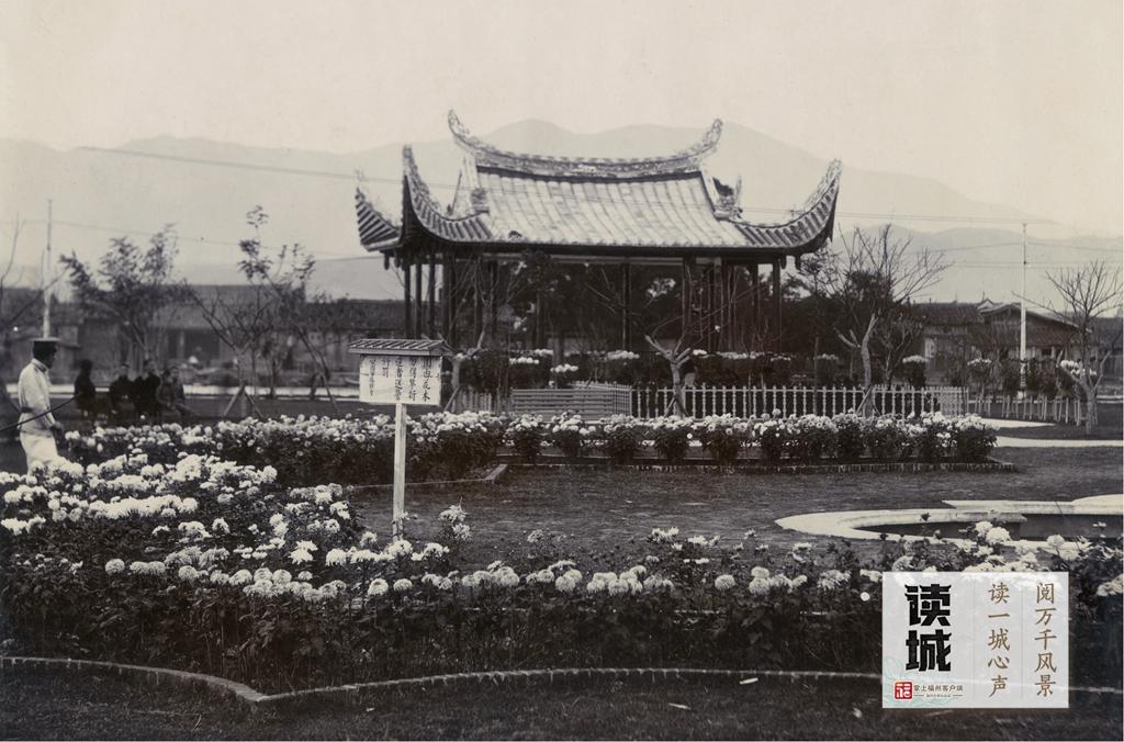读城｜一抹菊香半城秋！福州西湖菊展惊艳绽放70年，承载几代记忆