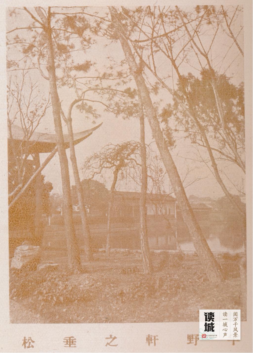 读城｜一抹菊香半城秋！福州西湖菊展惊艳绽放70年，承载几代记忆